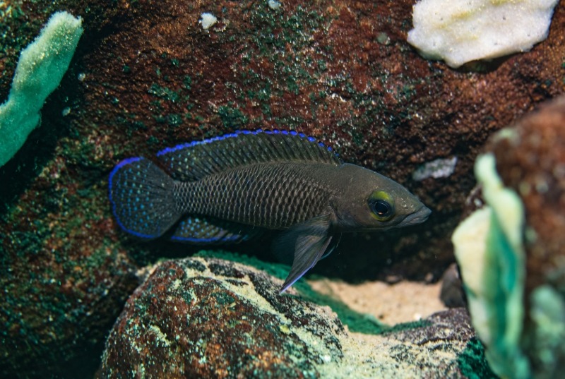 Neolamprologus cf. labrosus 'Cape Chaitika'